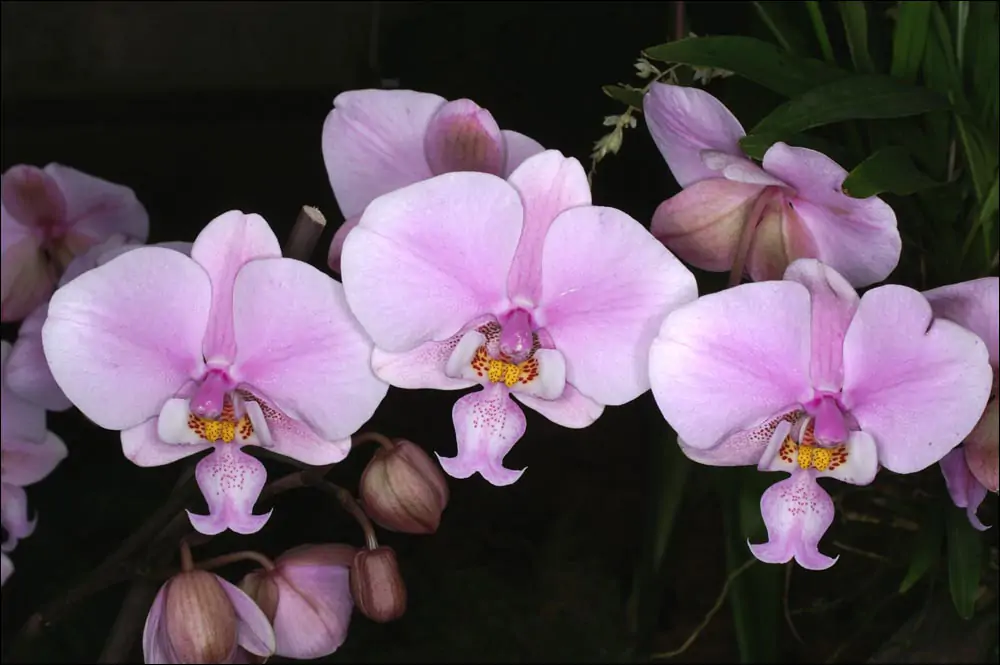 Phalaenopsis schilleriana