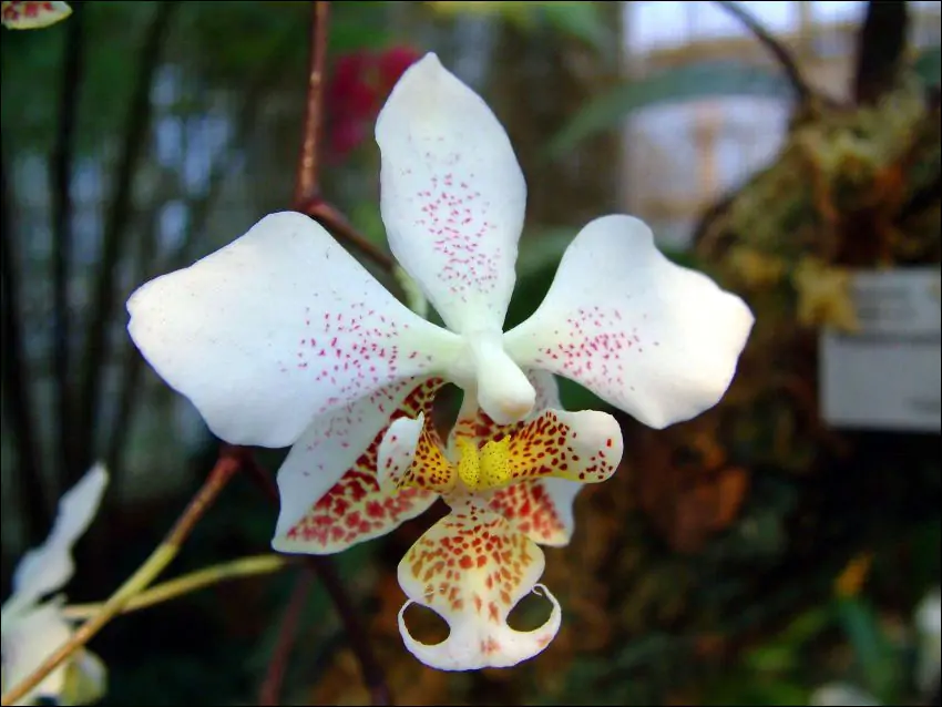 Phalaenopsis stuartiana lombard